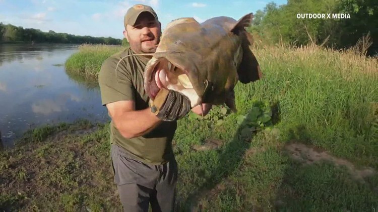 'River Monster': Iowa man catches 71-pound catfish