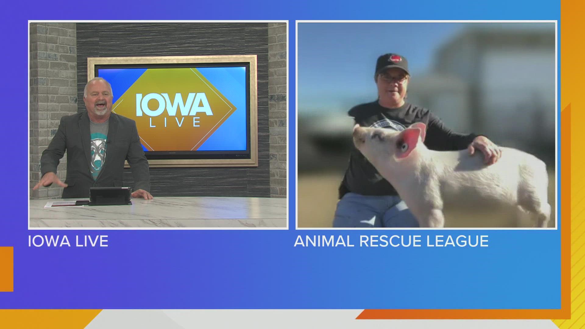 The Animal Rescue League of Iowa has 3 pigs available for adoption right now...two pot bellied pigs and Katrina the Farm Pig! Carrie Spain has details!