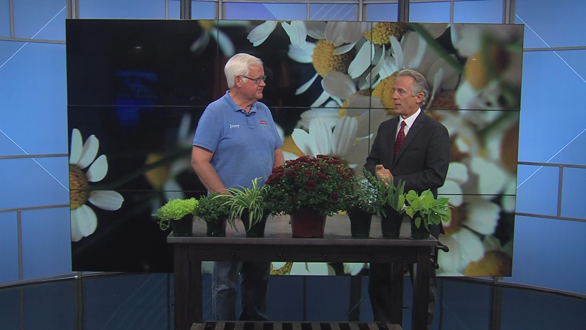 Join Jerry at Holub Greenhouse to purchase all your plants for fall, including seasonal mums and houseplants.