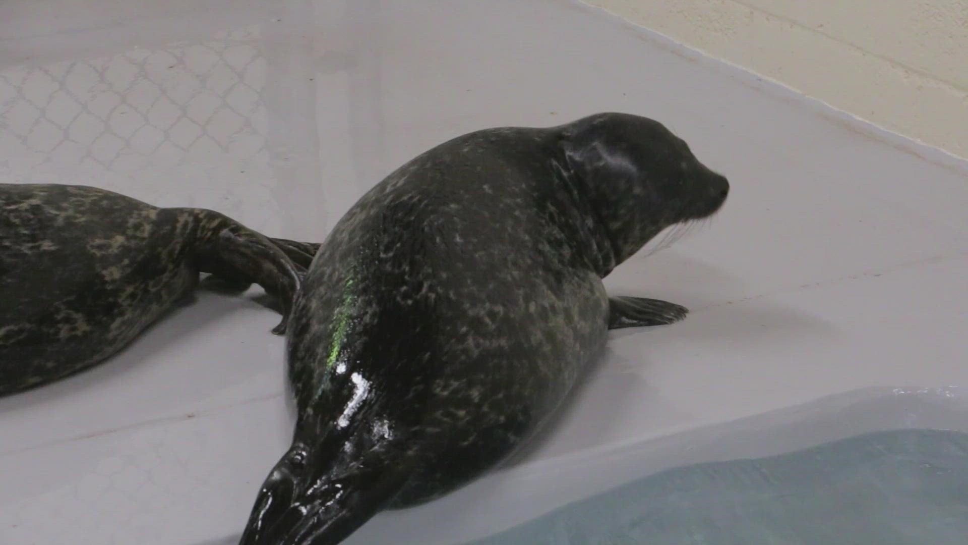 The zoo is asking the community to vote online to name the baby seal. Video courtesy Blank Park Zoo.