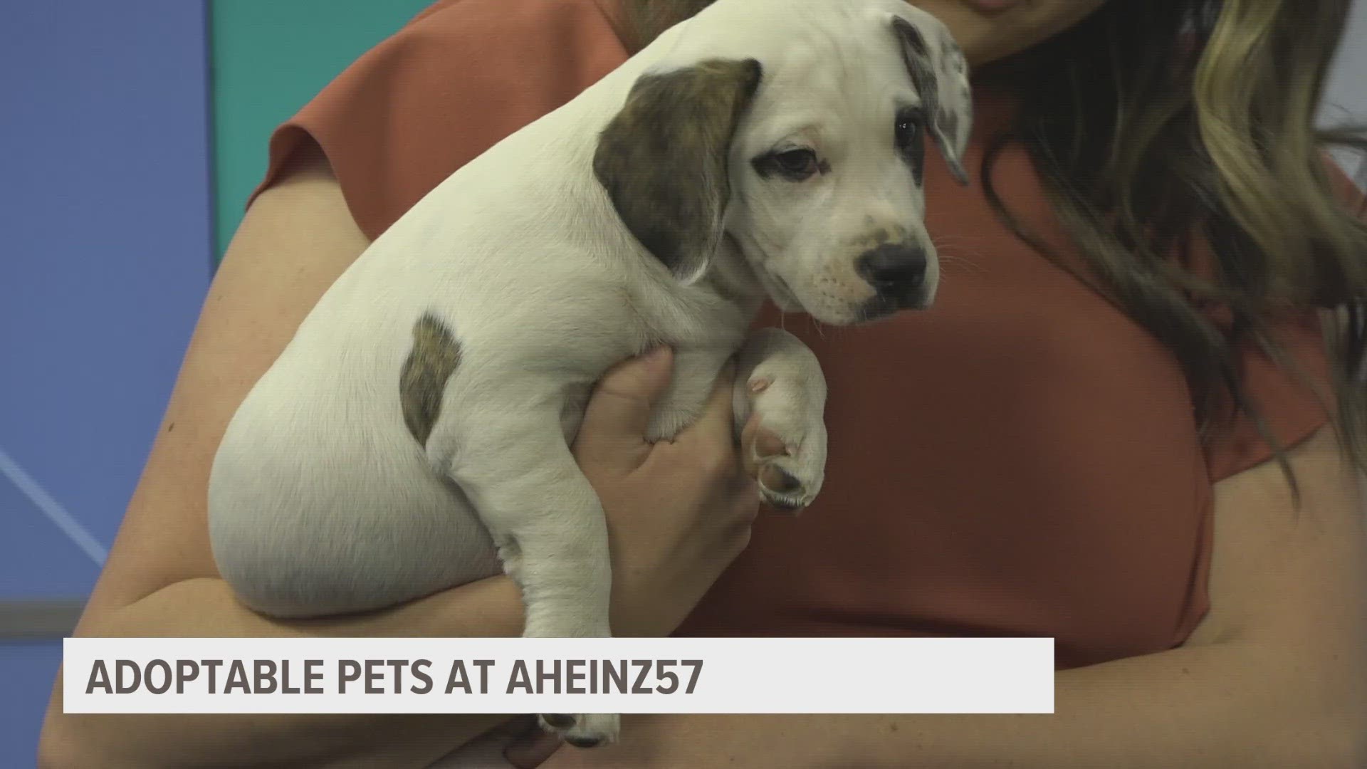 Amy Heinz with AHeinz57 Pet Rescue & Transport brought furry friends Rita and Patty, two 10-week old adoptable pups, to join Local 5 at Midday.