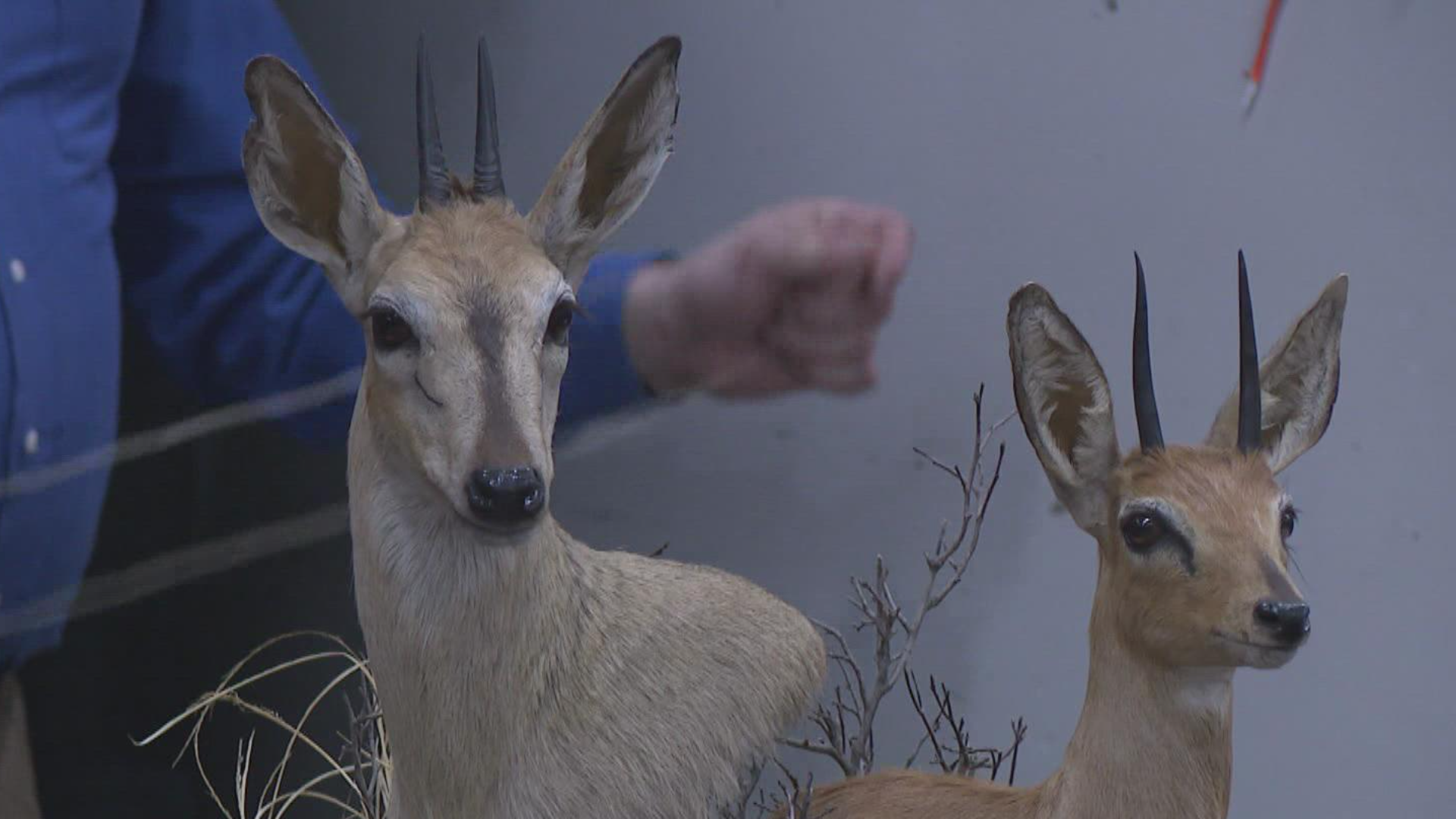 Iowans come to the Deer Classic to buy the latest hunting gear, talk with land managers, and have a "party for hunters".