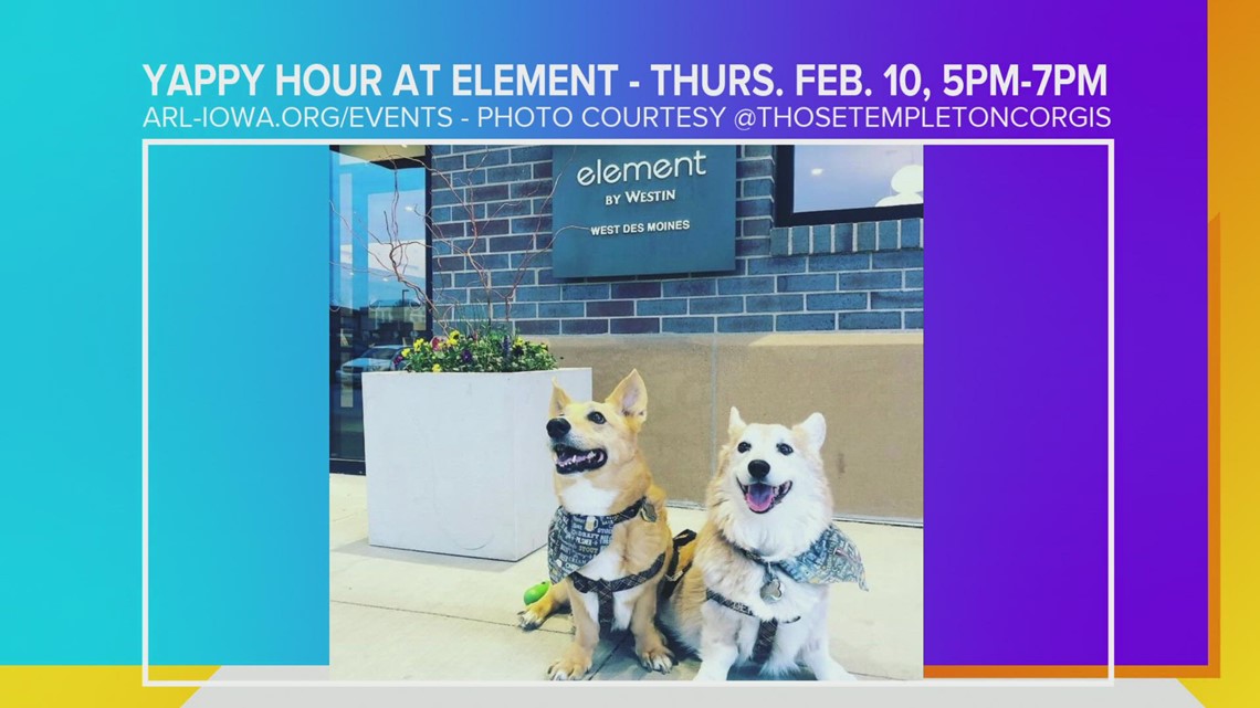 First Yappy Hour of 2022 and Raise Your Paw Basket Party coming up for Animal Rescue League of Iowa - Vimarsana News