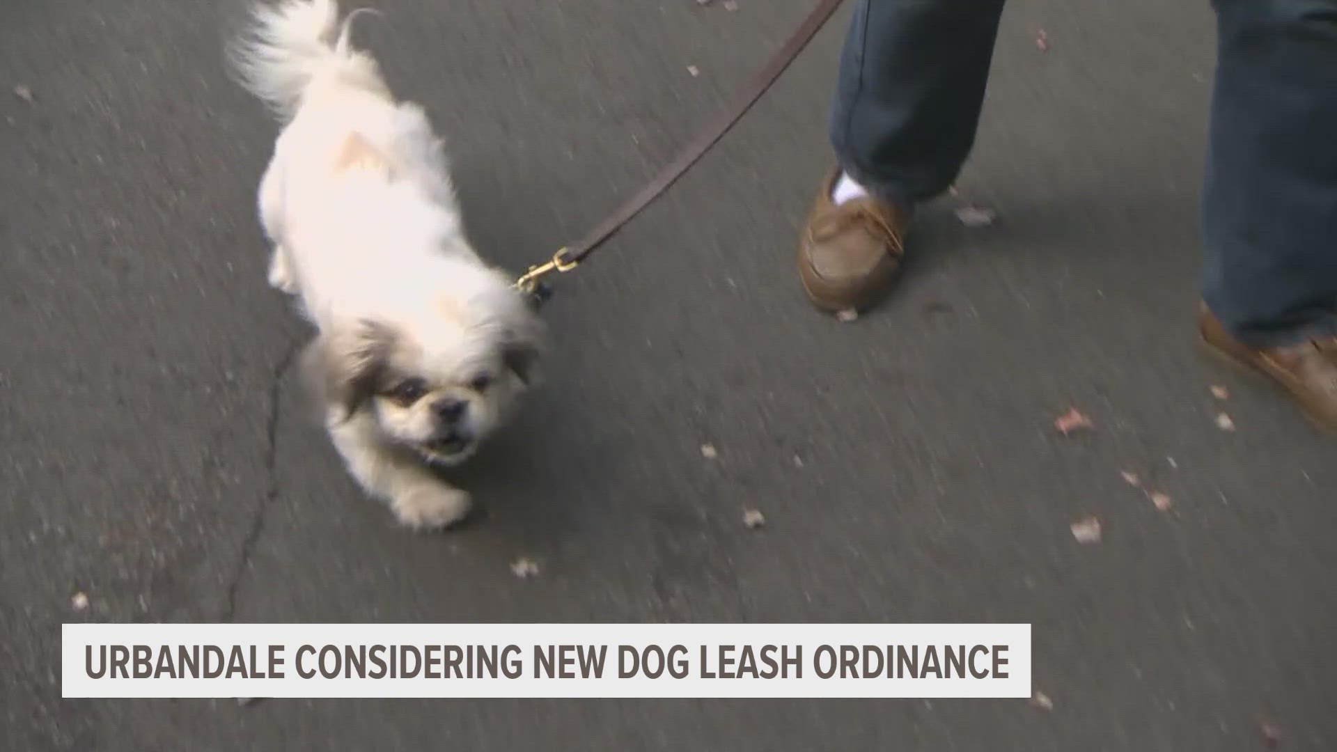 Restrictions would include keeping dogs on a leash at all times when off your property, and requiring leashes are no longer than six feet long.