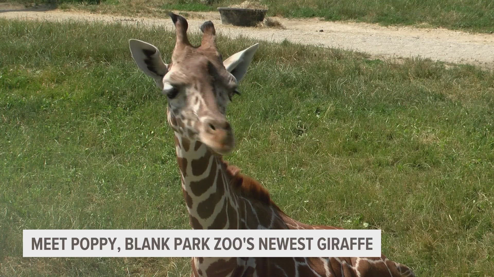 At just over a year old, Poppy is already ten feet tall. She moved to Des Moines from a zoo in Milwaukee.