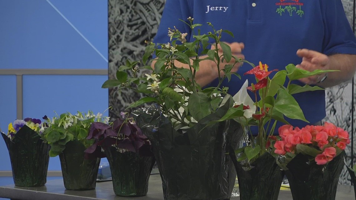 Holub Greenhouses Let's talk lemon trees