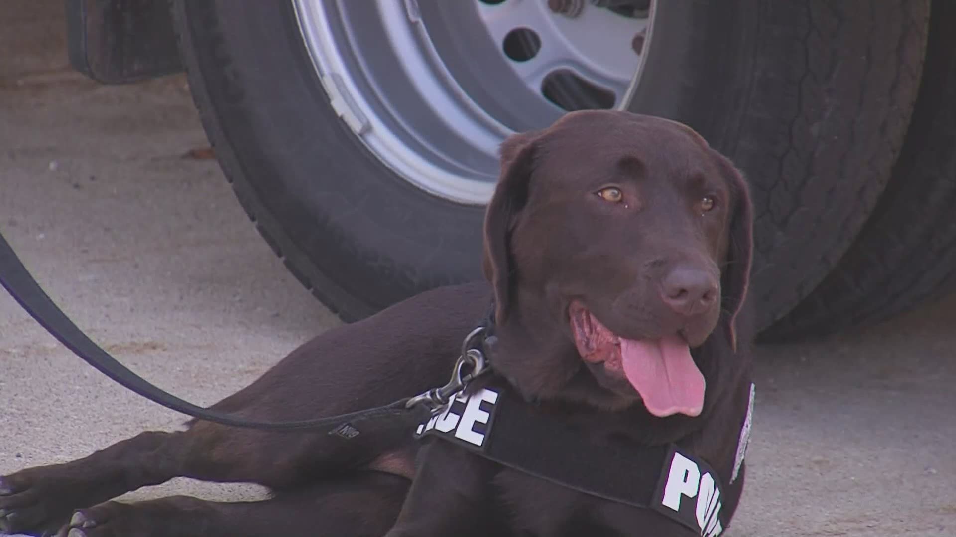 The new K-9, Moussee, will assist the department in child sex exploitation crimes.