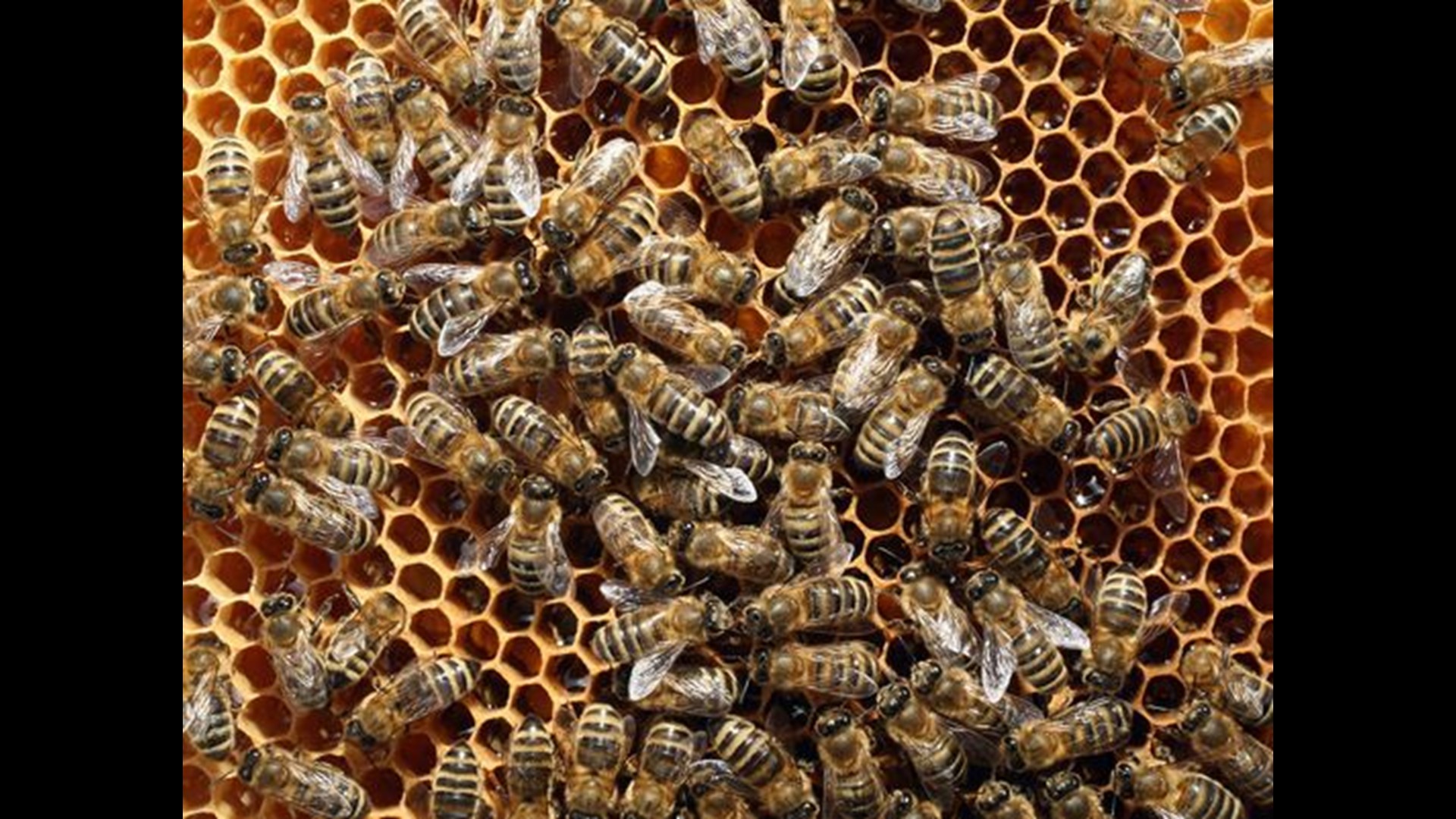 Honeybees gather pollen and help pollination, and researchers with Iowa State University say it's the same for soybeans.