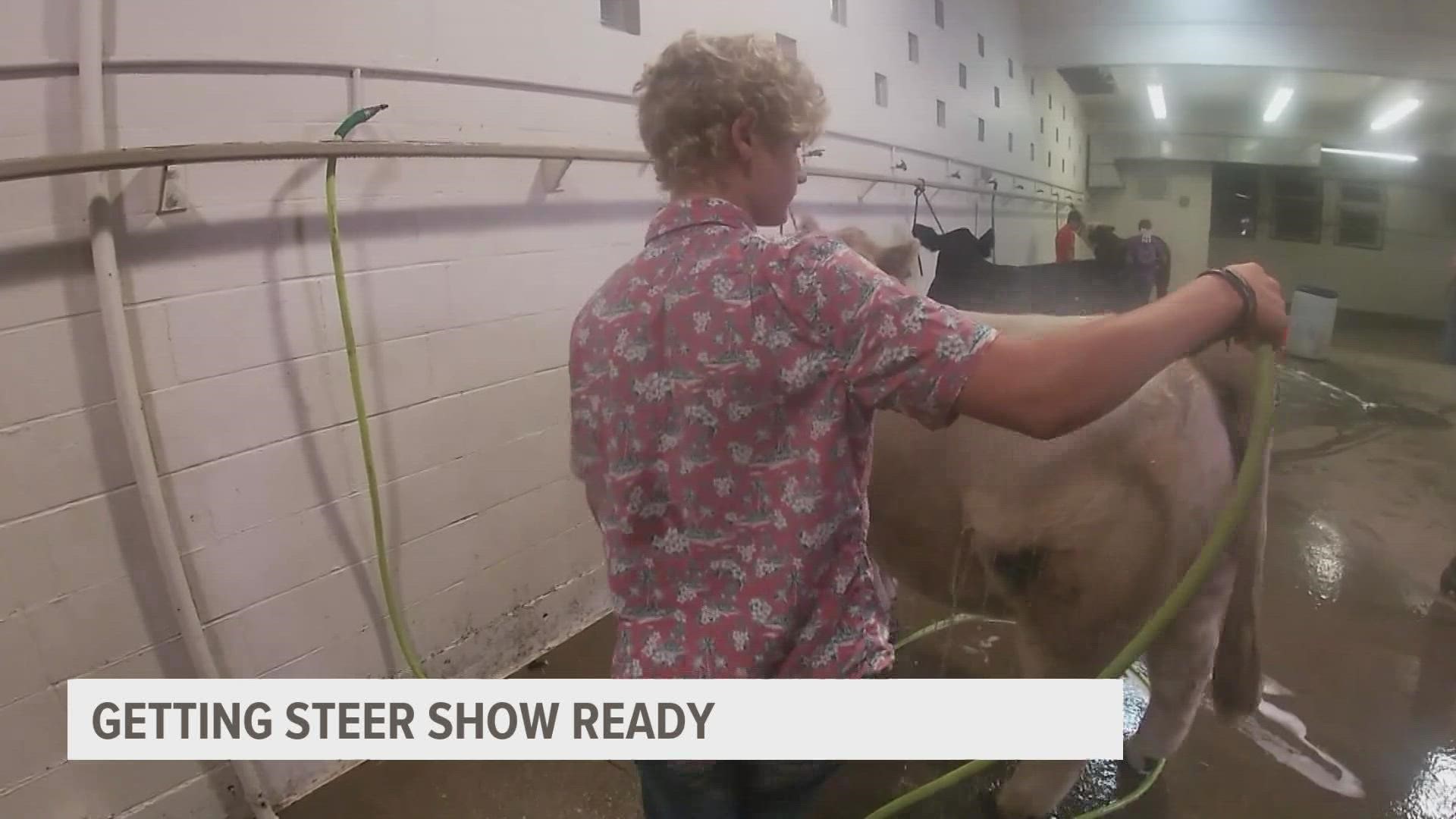 One kid in 4-H woke up before sunrise to get the process started on preparing his steer to get judged in a competition.