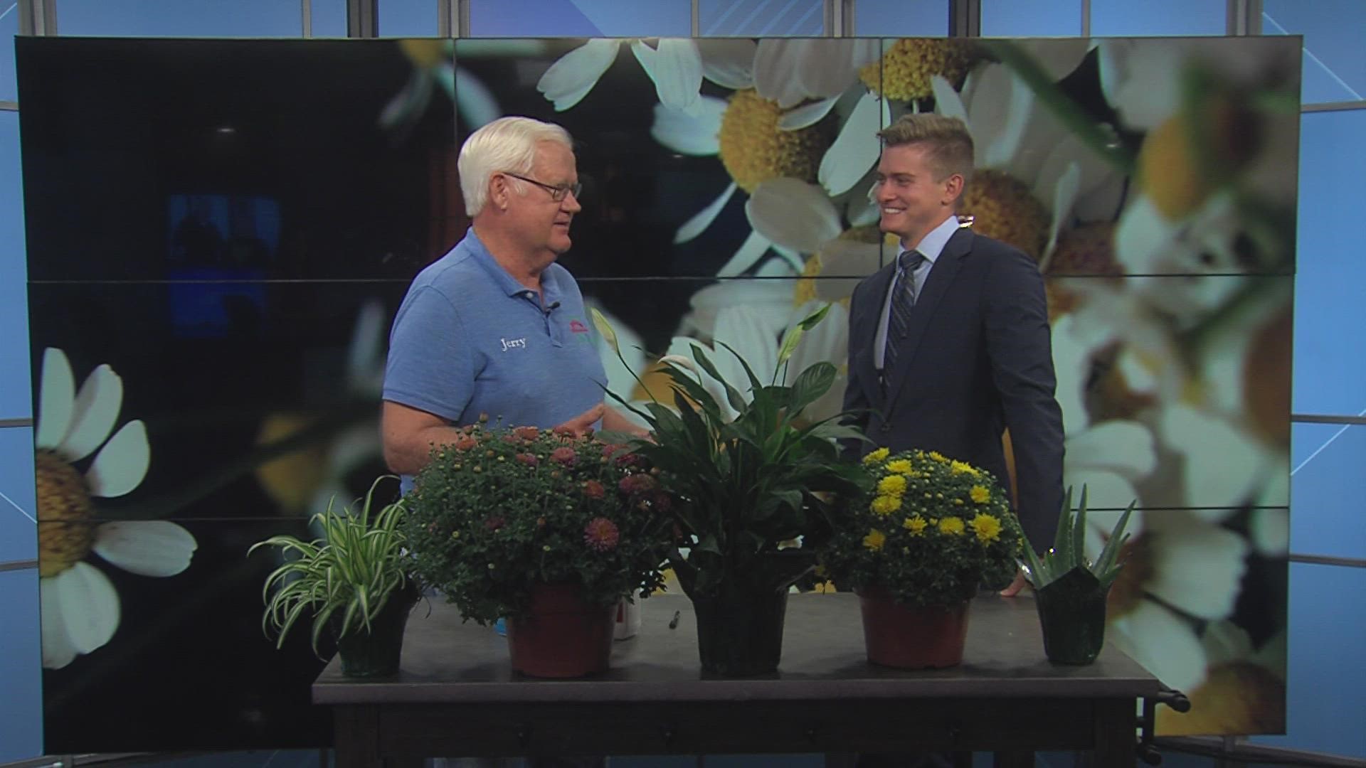 Jerry Holub shares how to keep both indoor and outdoor plants safe from bugs this fall.