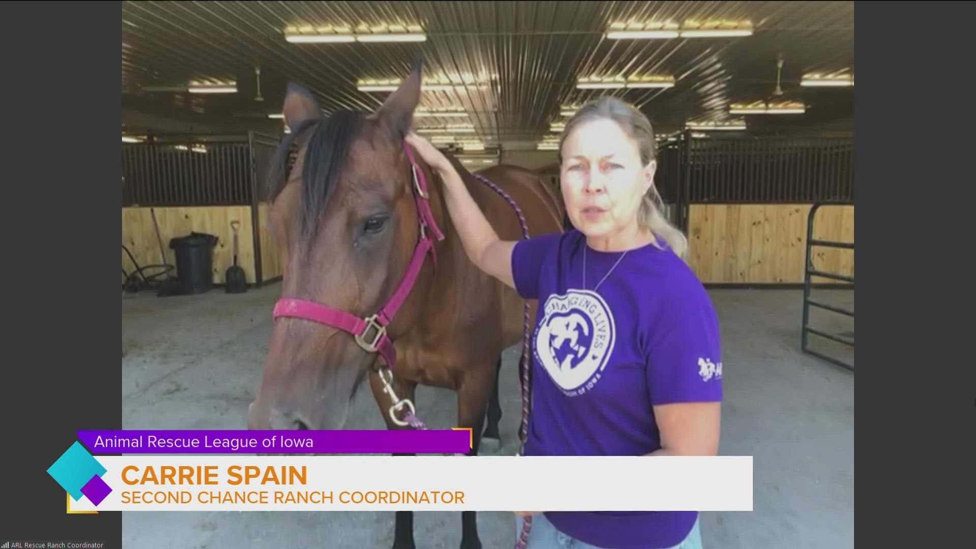 Carrie Spain, Animal Rescue League of Iowa Second Chance Ranch Coordinator, visits with Arani, a 16 year old horse in need of a new corral to call home.