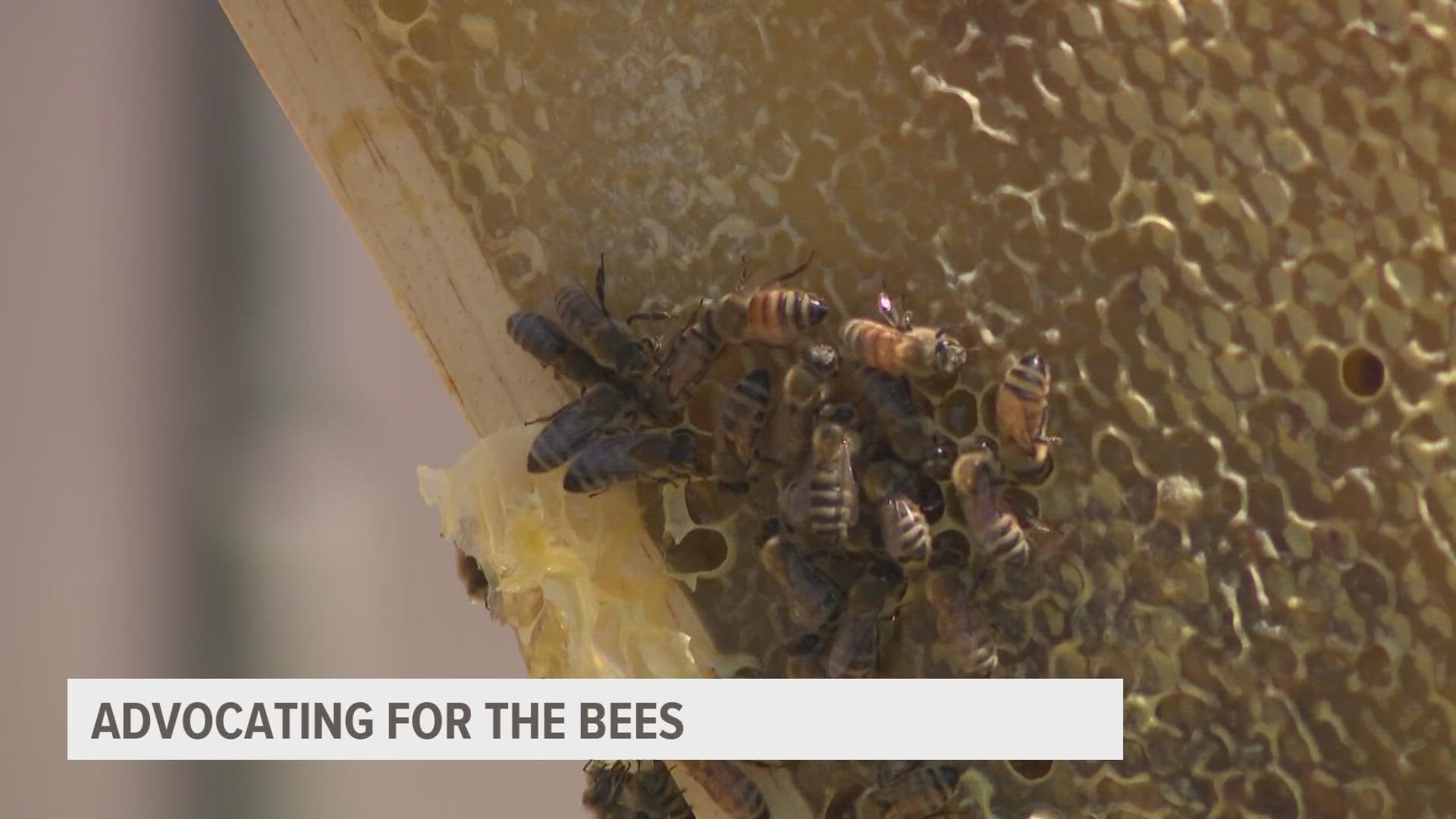 How a national mapping tool can help save Iowa's crops and important insects like bees. Keeping Iowa as one the nations top producers of honey.