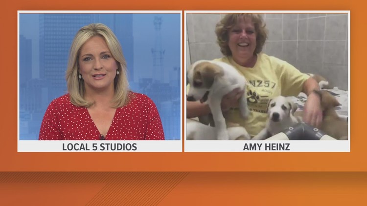 A pile of puppies: Aheinz57 rescue chats with Local5