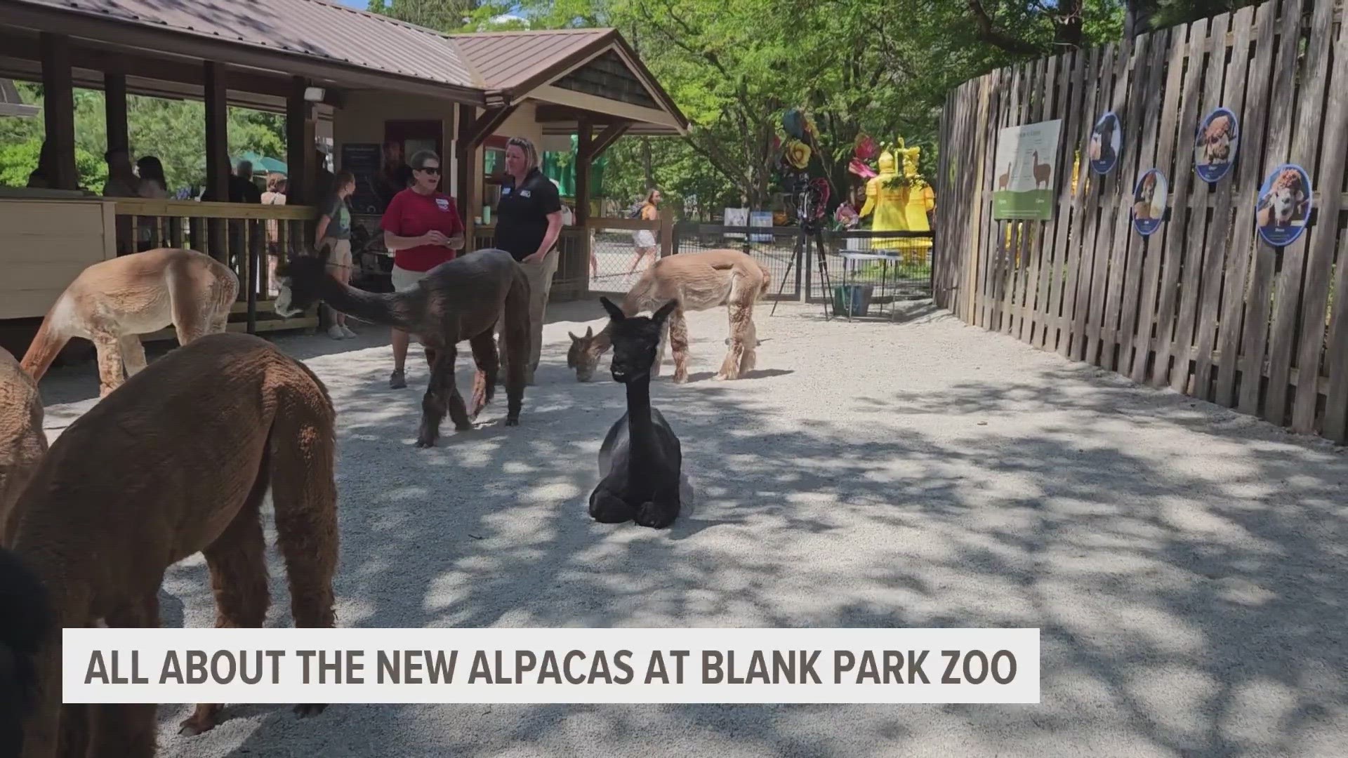 The new, interactive exhibit in the Kids Kingdom at Blank Park Zoo lets guests feed and sit with eight female alpacas.