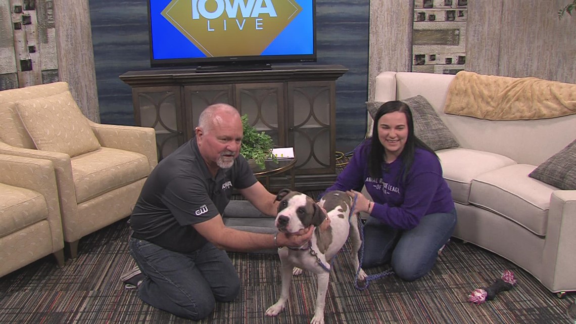 Momma Joy's pups have all been adopted...Now, it is HER turn at the ARL of Iowa - Vimarsana News