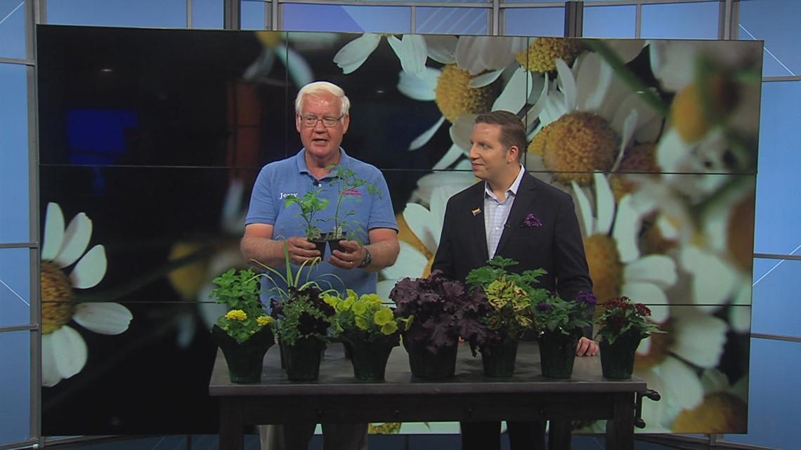 Holub Greenhouses give hot weather gardening tips