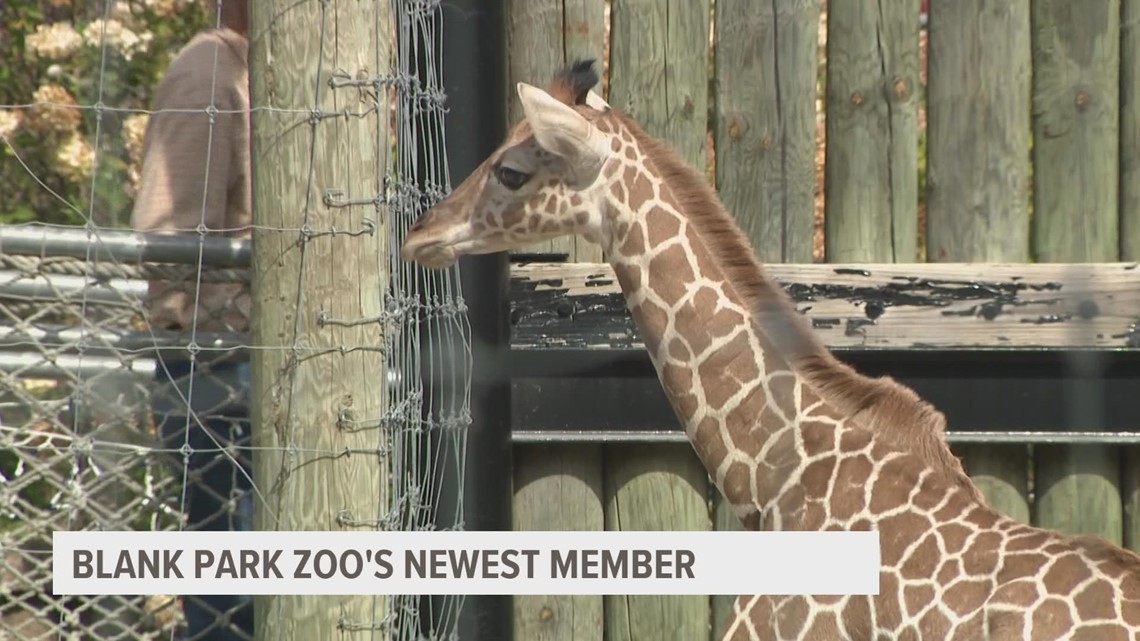 Meet Bakari, the newest member of Blank Park Zoo