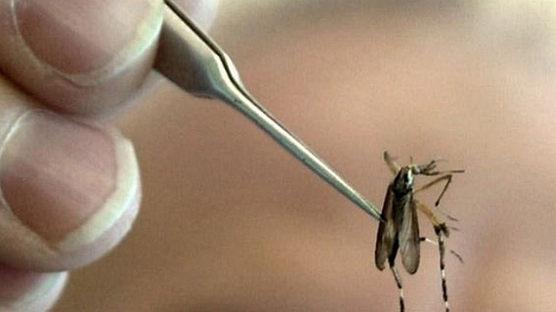 Last month, the city of Des Moines announced it was discontinuing spraying for the mosquitoes due to budget cuts.