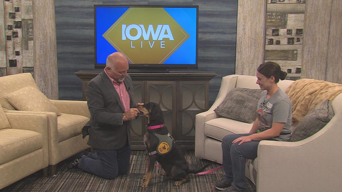 Luna is Looking for a Loving home at the ARL of Iowa! - Vimarsana News