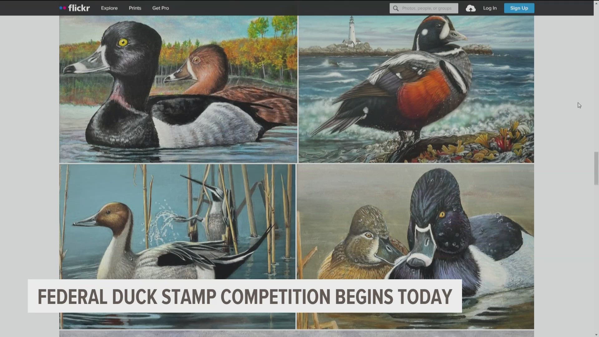 The Federal Duck Stamp Competition was conceived in 1934 after President Franklin D. Roosevelt signed it into law in the Migratory Bird Hunting and Conservation Act.