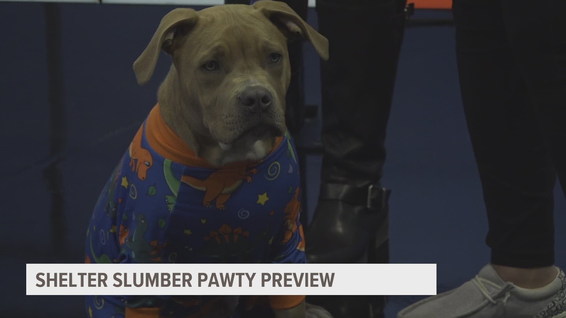 Around 70 shelters are participating in the Shelter Slumber Pawty, with two of those located in central Iowa. Learn more at https://www.shelterslumberpawty.com/