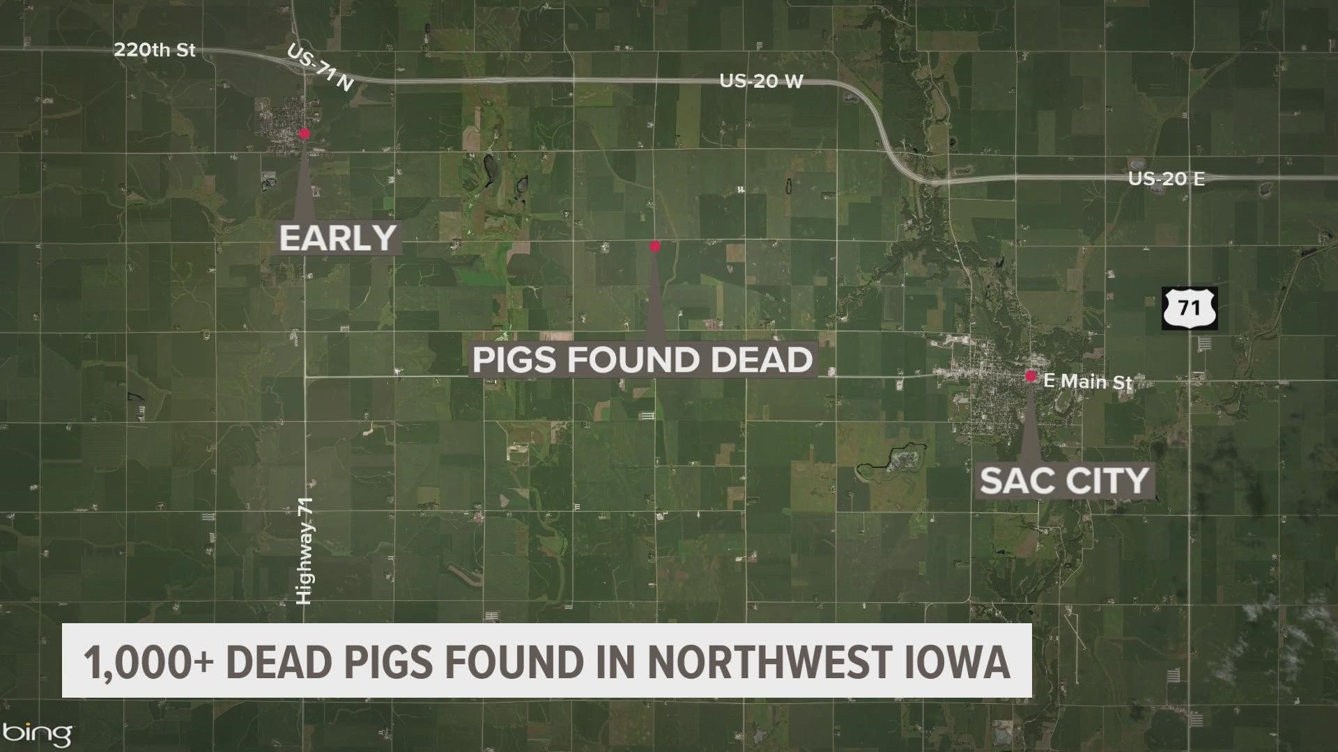 The pigs were dead for at least one week, experts said. The sheriff's office said the pigs had no access to feed or water.