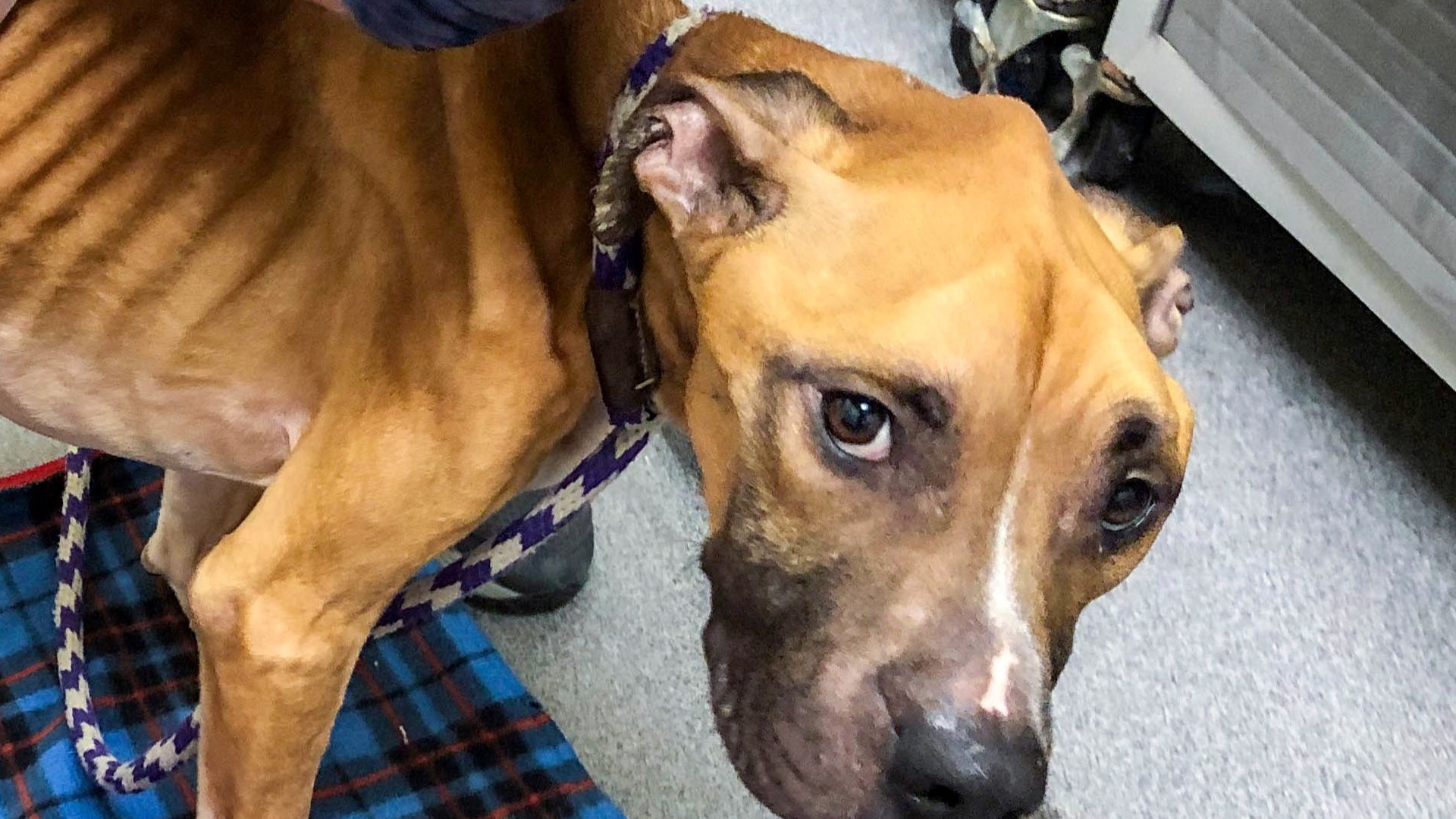 Des Moines woman charged with animal neglect after dogs found described ...