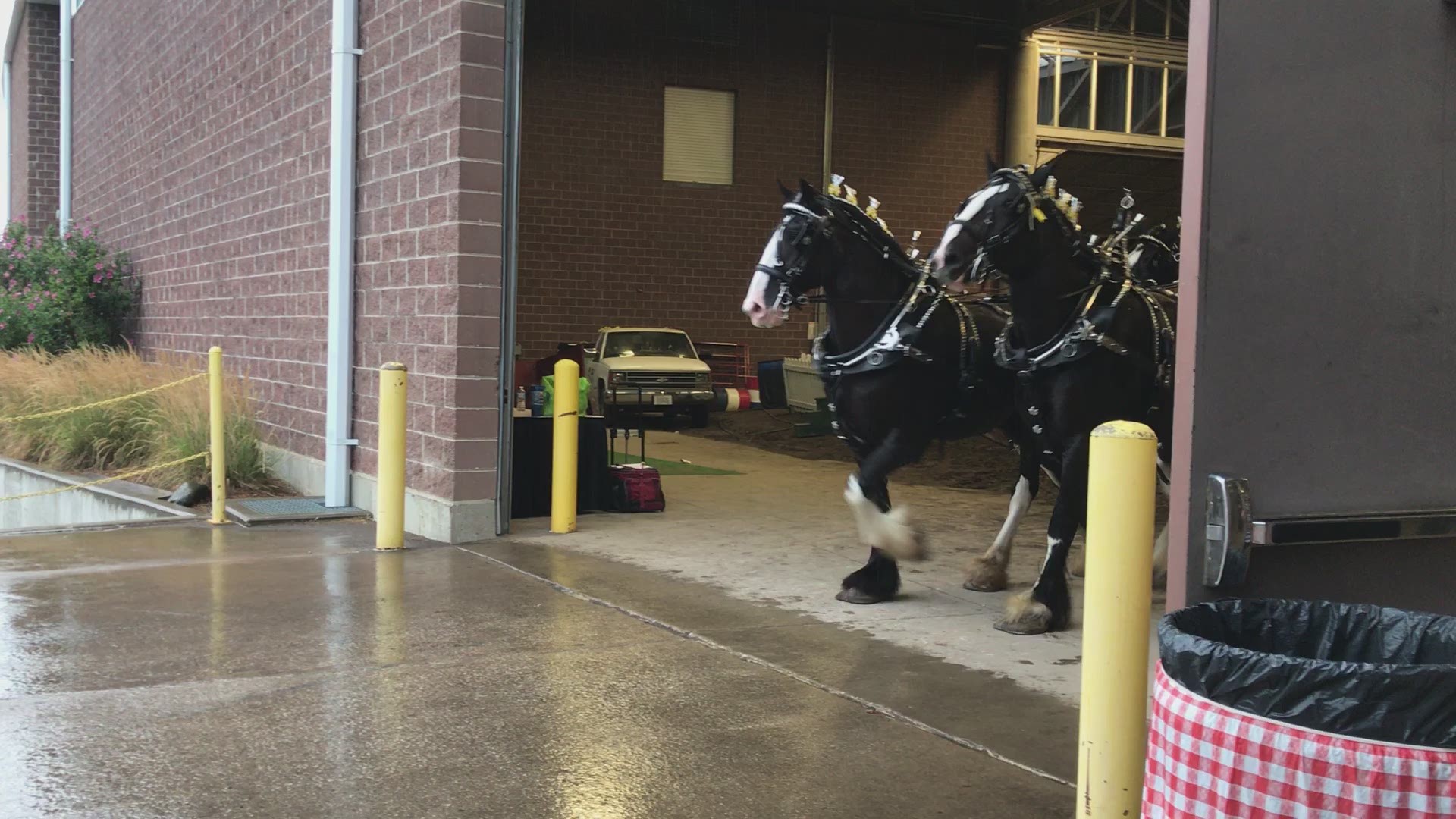 Draft horses making noise at Iowa State Fair