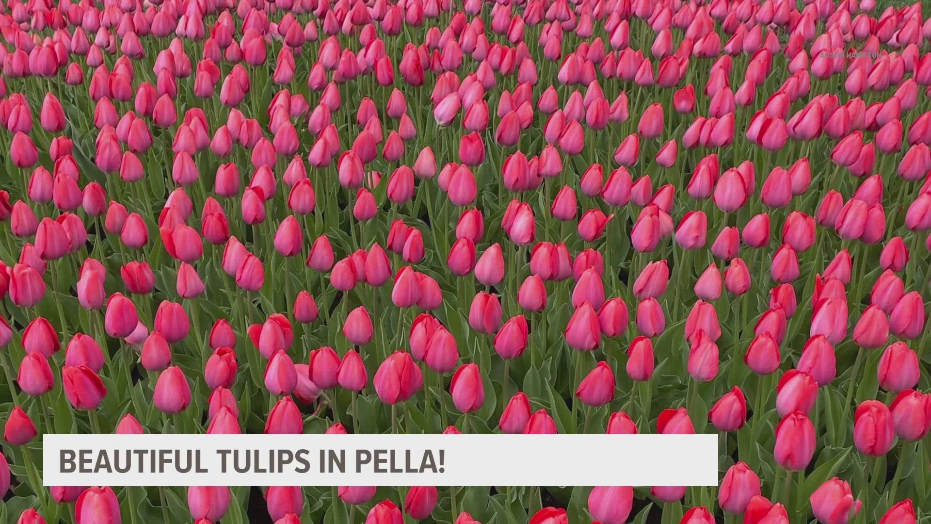 Pella's annual Tulip Time Festival begins