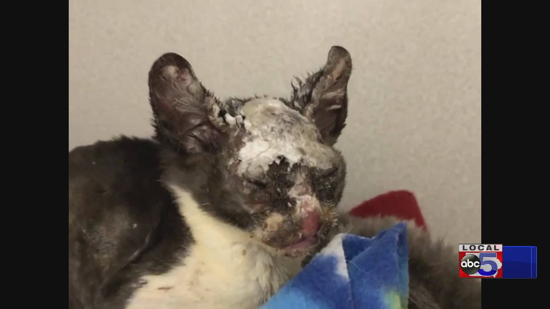 Kittens burned alive now recovering with the ARL