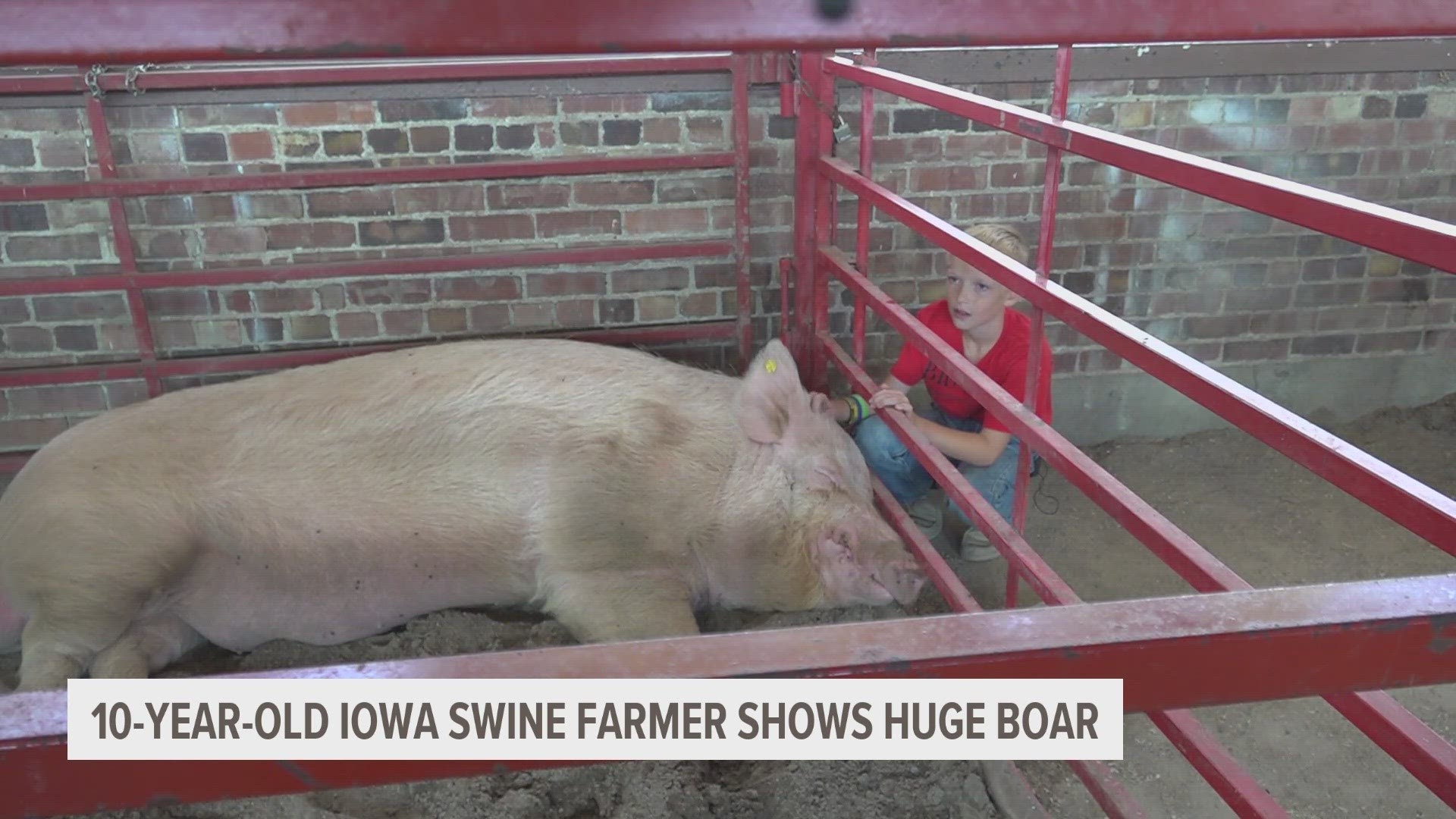 10-year-old Jack Theobald has been raising his sleepy giant — a 894 pound hog named Big Joe — to compete in the Iowa State Fair's Big Boar Competition.