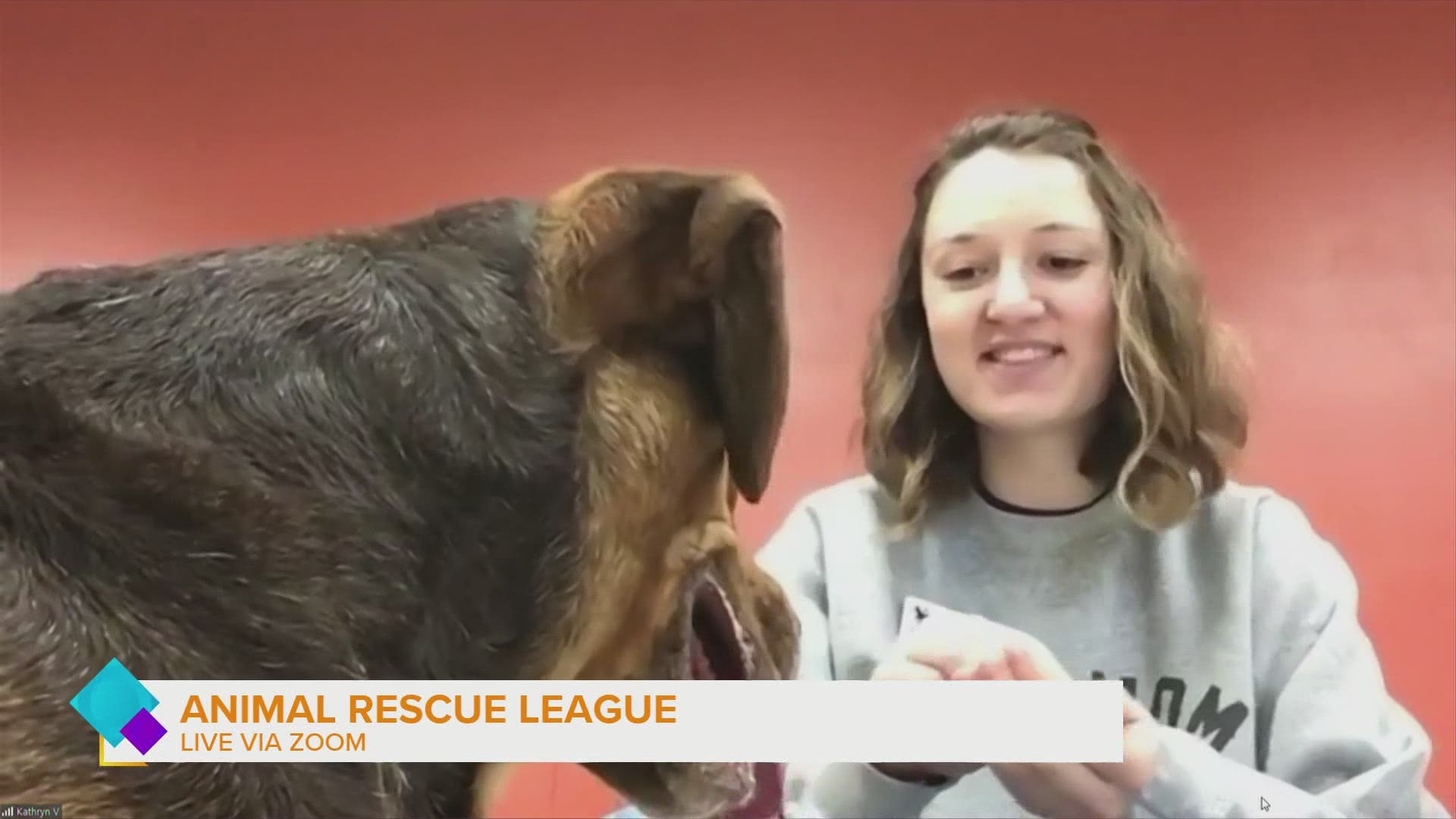 Chica is a 4-year-old beagle coon hound mix ready to adopt from the Animal Rescue League main location