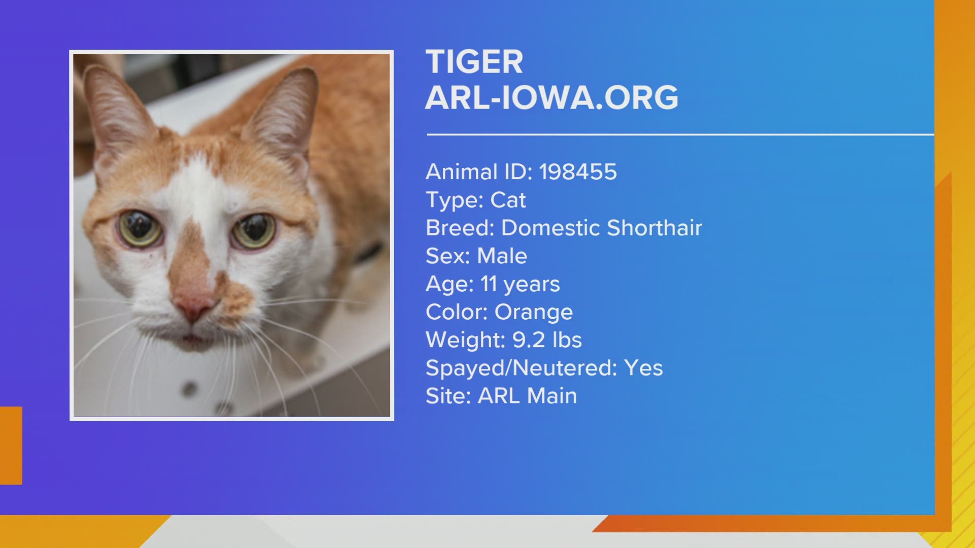 Tiger the cat needs a new home and is available right now at the ARL of Iowa. Learn about dog training classes and a special event for horses Friday & Saturday