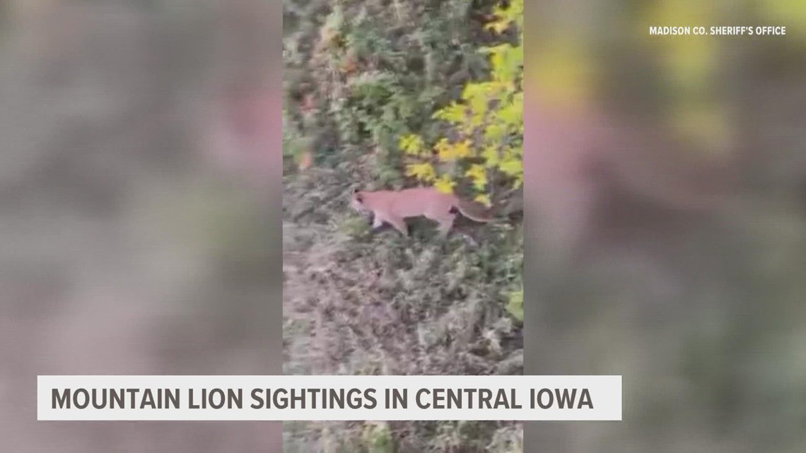 Mountain lion spotted in central Iowa, officials say