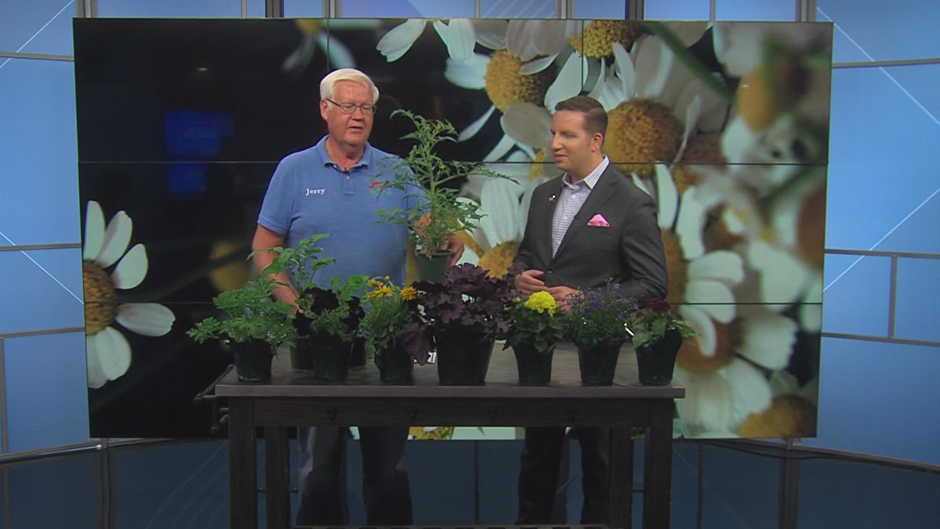 Jerry Holub with Holub Greenhouses shares tips for tomato plants, mint and more.