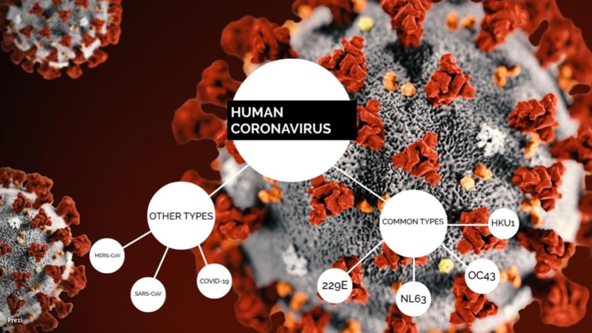 Коронавирус штамм сейчас. Коронавирус. Вирус коронавирус. Коронавирусы микробиология. Коронавирус строение вируса.