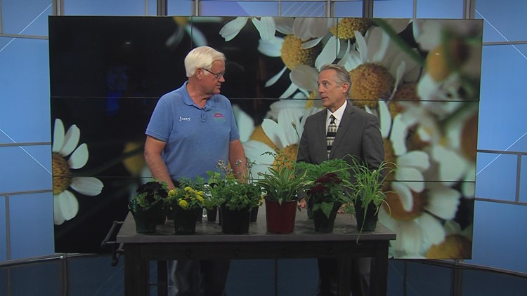 Holub Greenhouses has wildflower tips for you