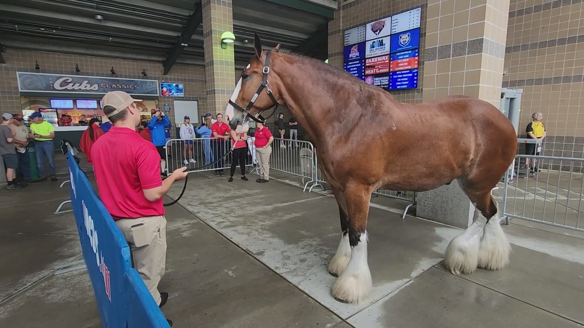 The iconic Budweiser Clydesdales will be in the Des Moines metro as nonprofit Folds of Honor receives a donation from Anheuser-Busch.