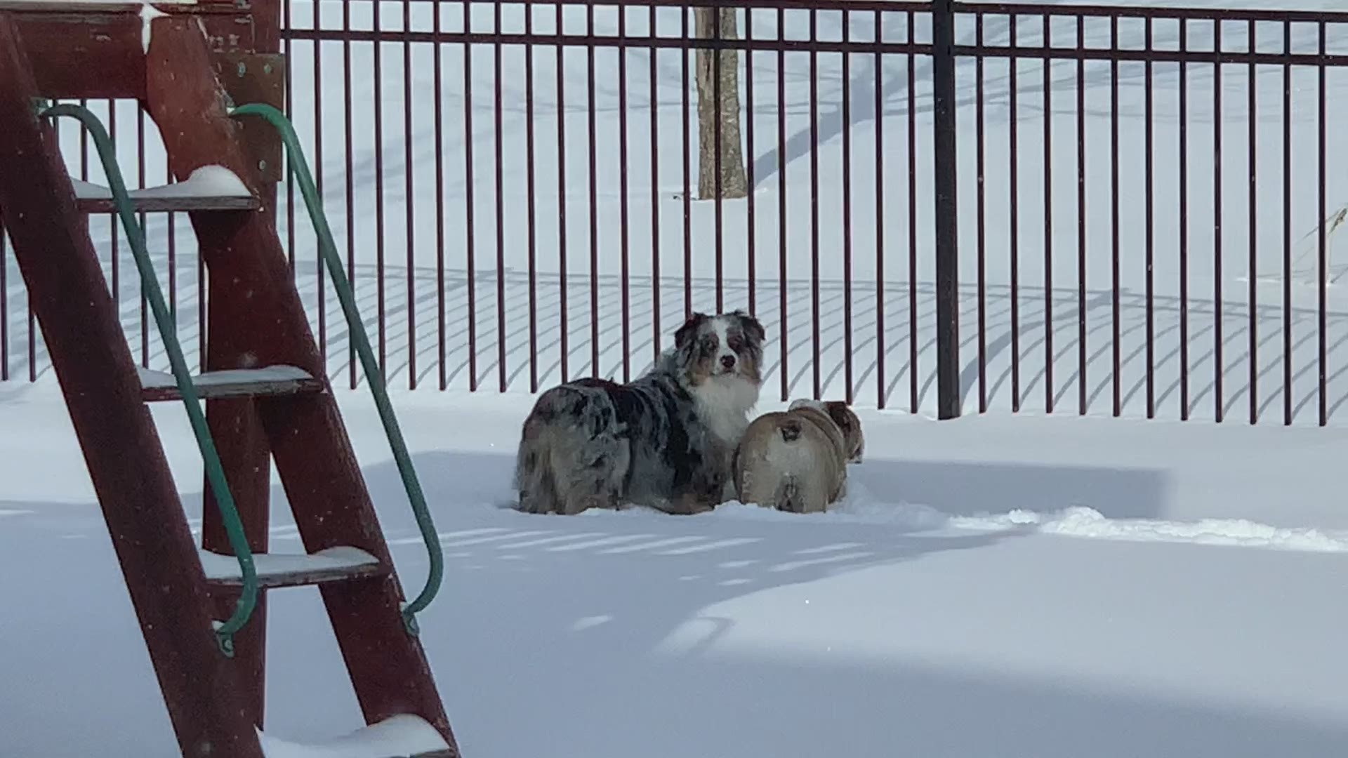 In a completely unscientific measurement, Stephanie Angelson's dogs can confirm: there is a lot of snow outside.