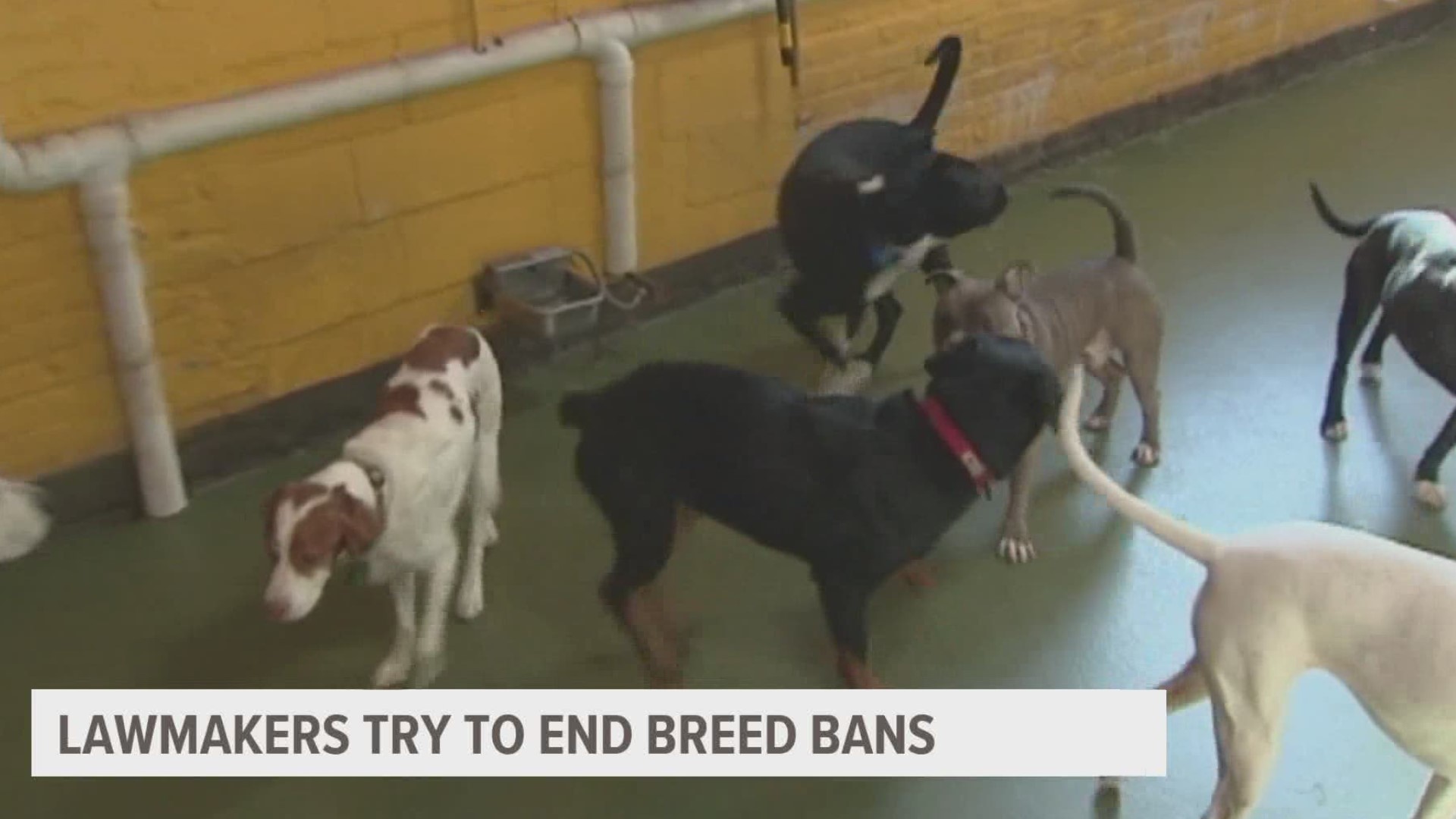 Opponents of the legislation say some breeds are more dangerous than others, and are a liability to communities.
