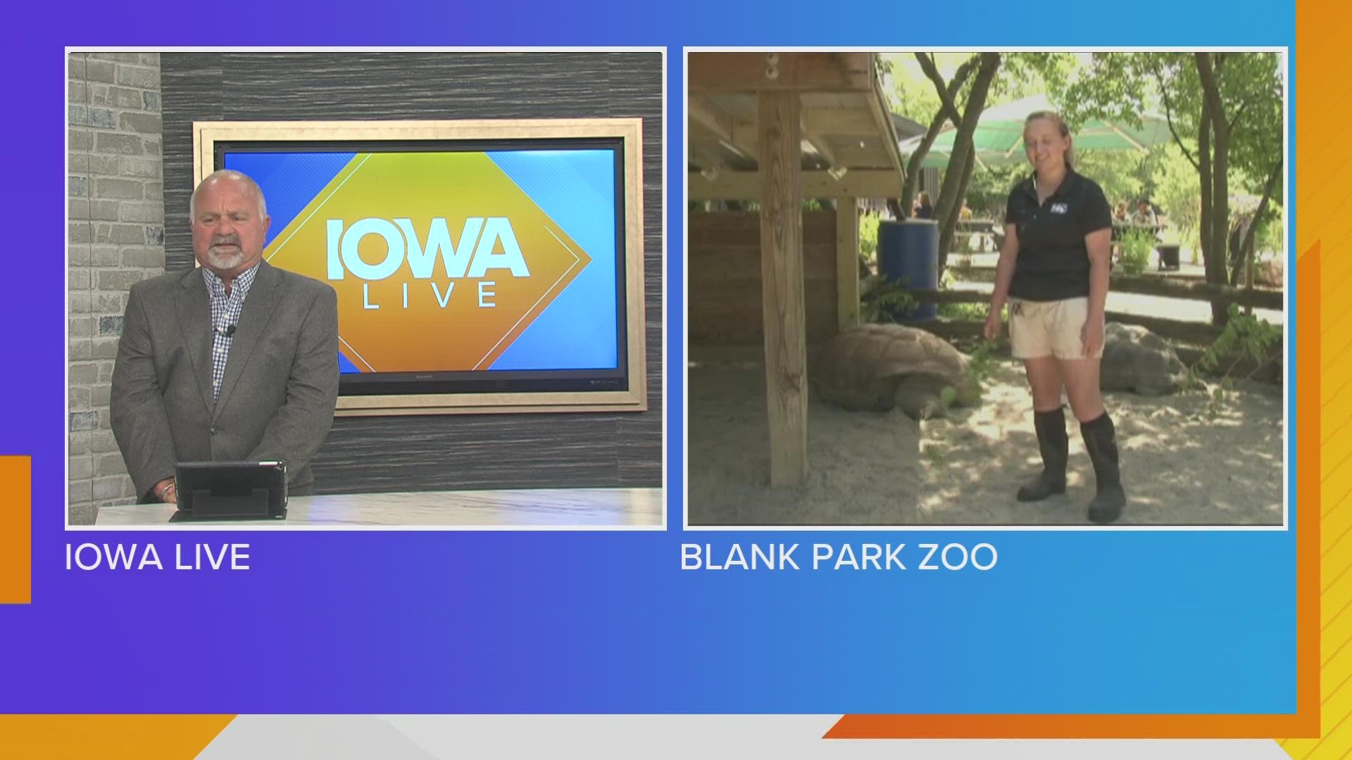 Amara Austin, Blank Park Zoo, checks in from Barnaby-the Aldabra Tortoise's enclosure and talks about increased space and birds being back on display | Paid Content