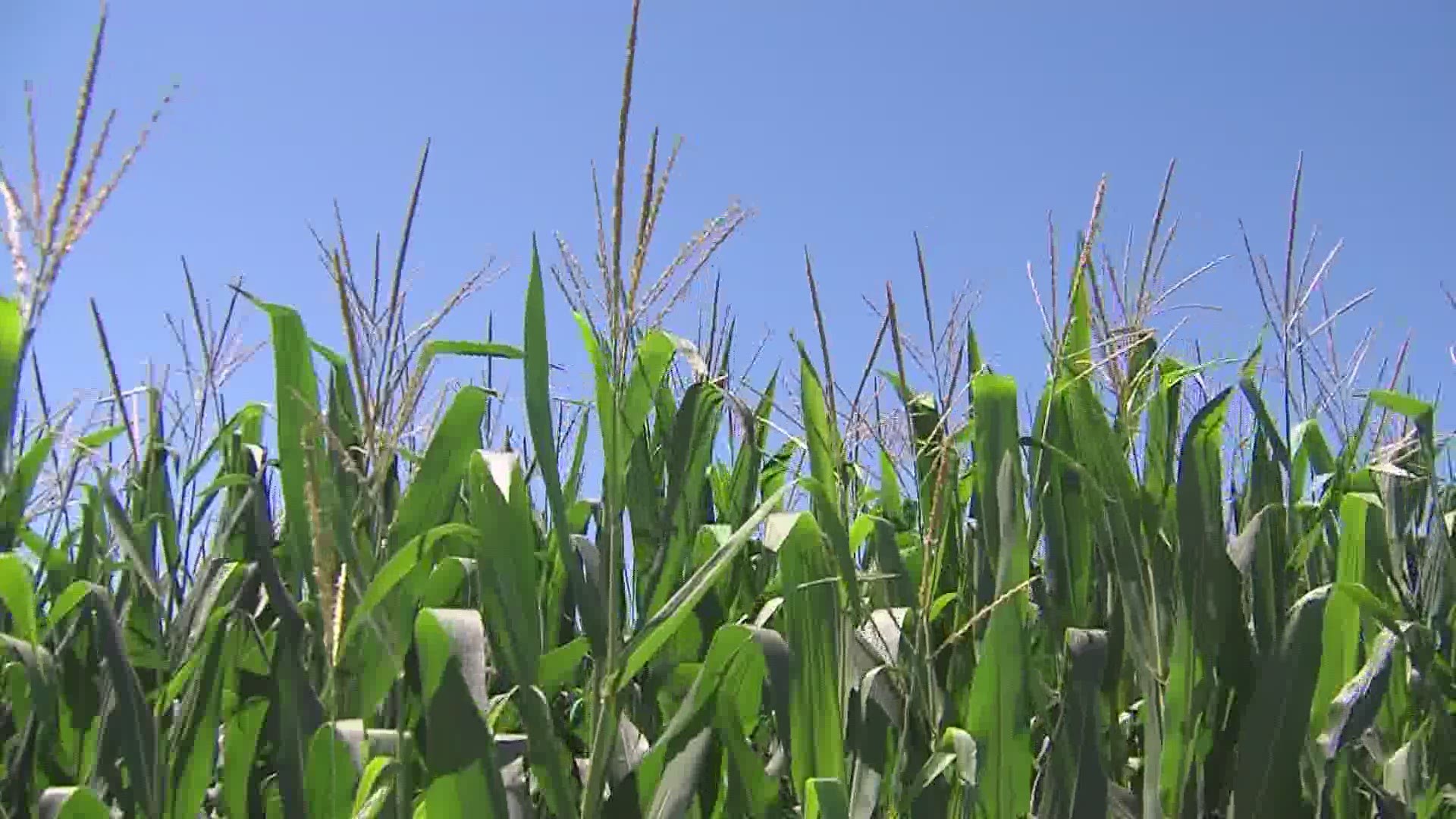 Iowa farmers need a win, want EPA to reject pending RFS waivers