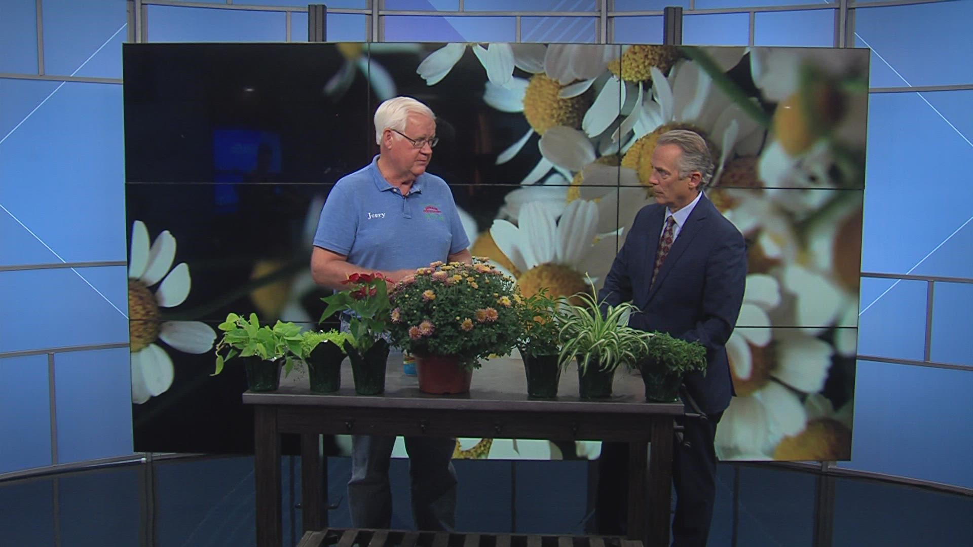 Jerry Holub, general manager of Holub Greenhouses, helps you prepare your yard for fall.