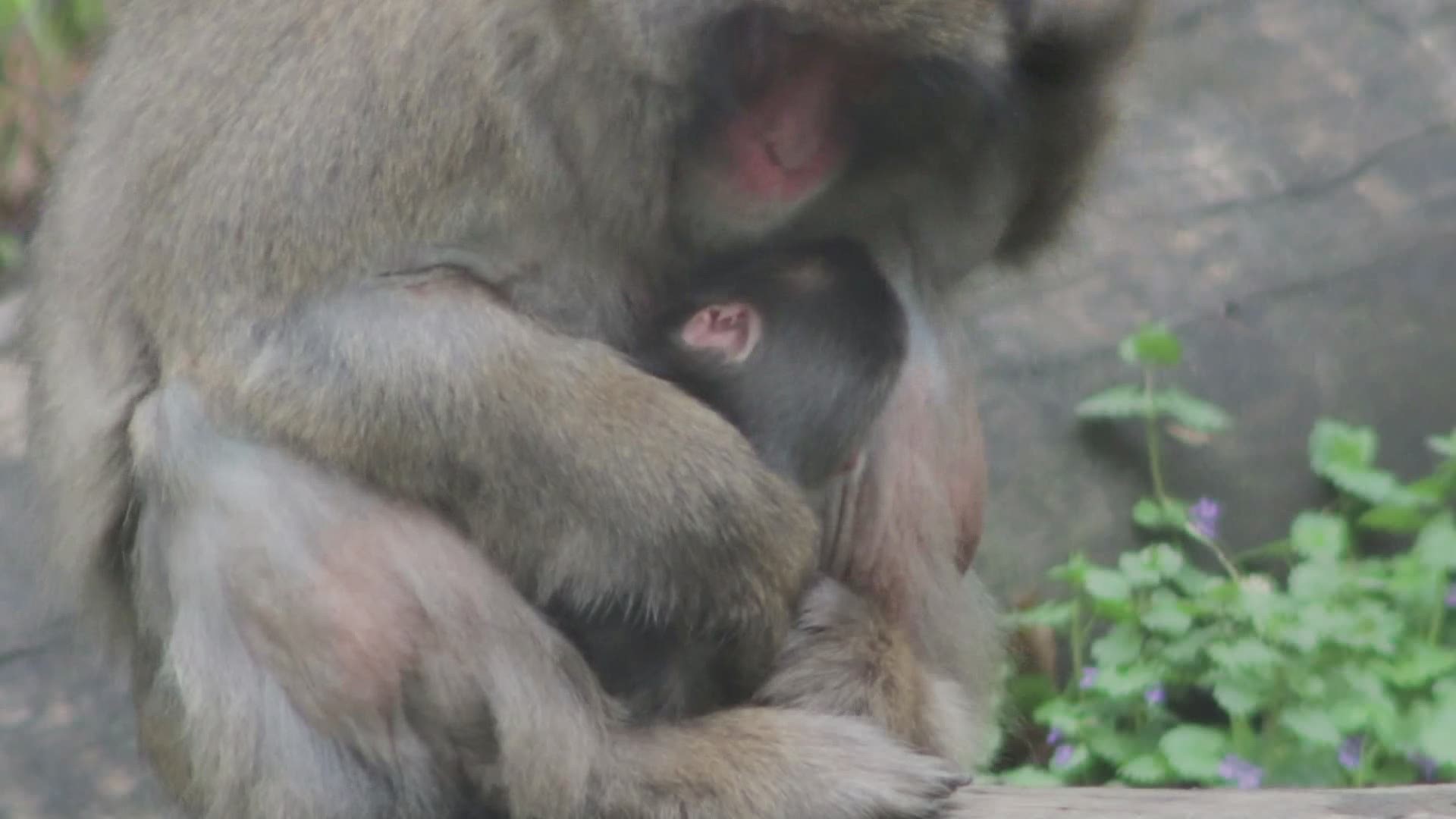 A male Japanese macaque, also known as a 'snow monkey' was born at Blank Park Zoo on May 13, 2020