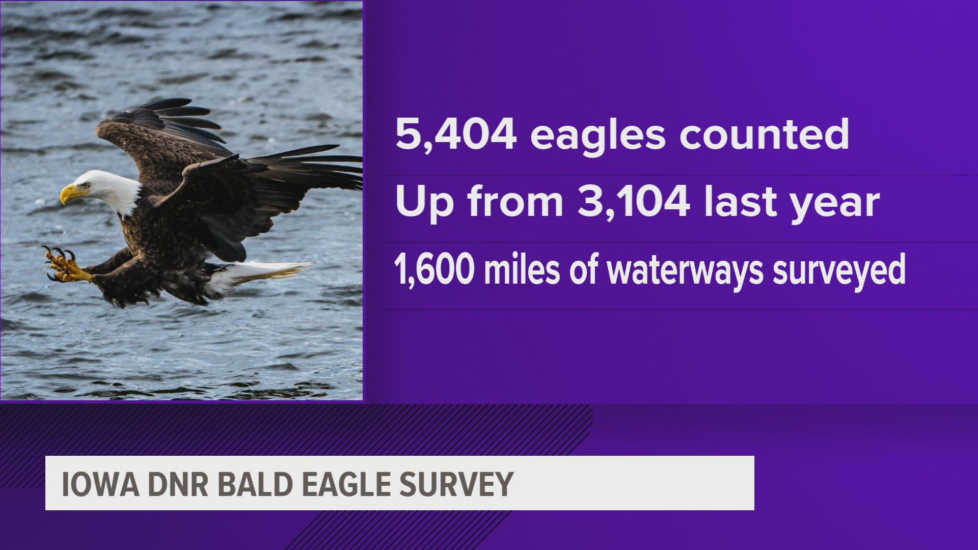 The DNR counted 5,404 bald eagles across the state, up from 3,104 last year.