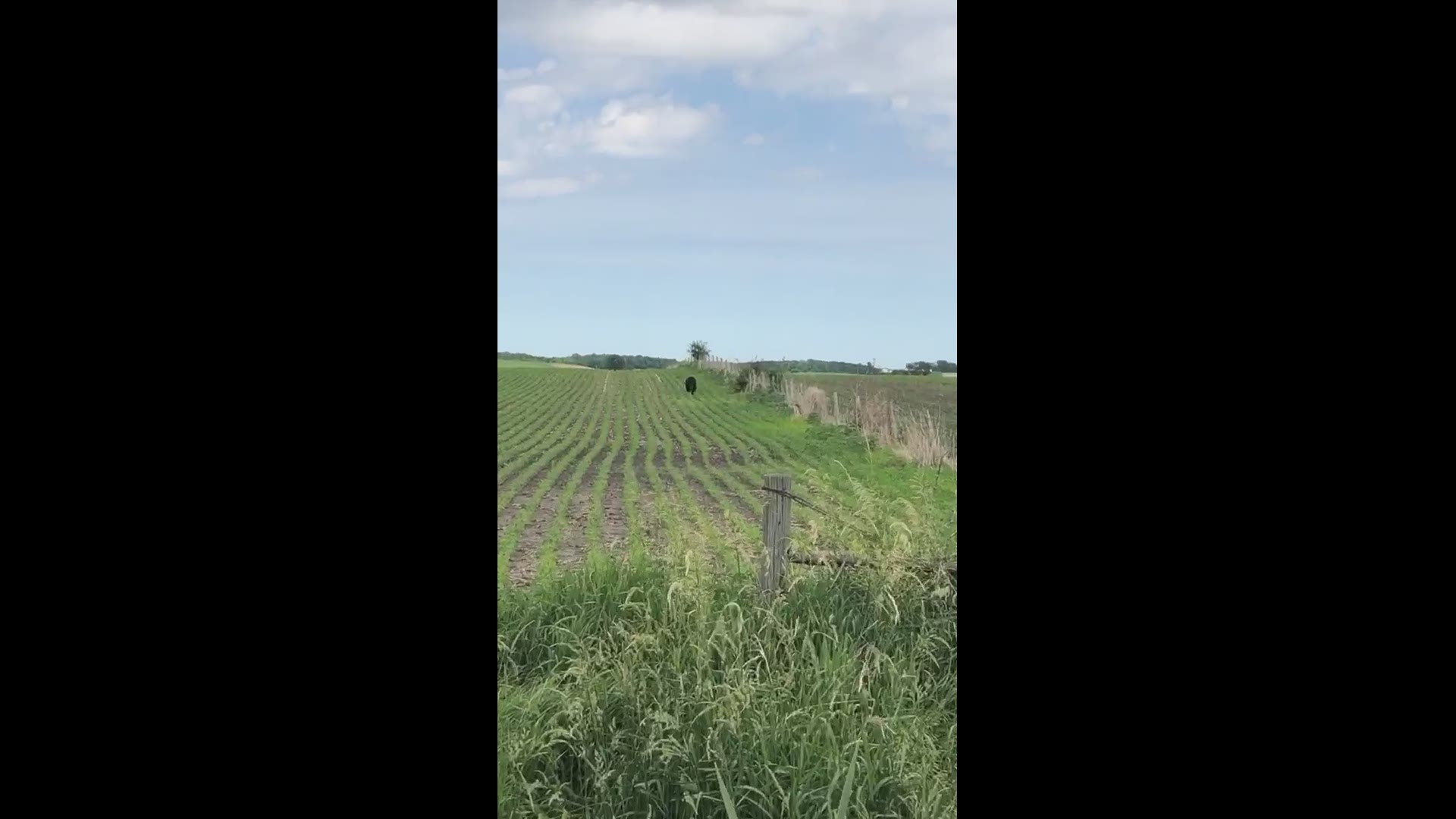 Black bear spotted in Iowa field