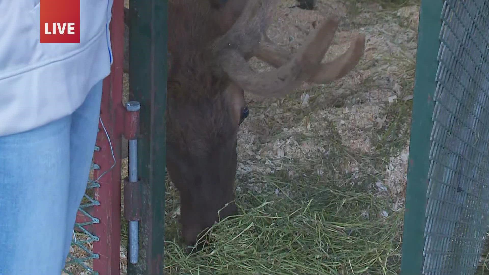 It's not every day you spot an elk. But at the Iowa State Fair, you can!