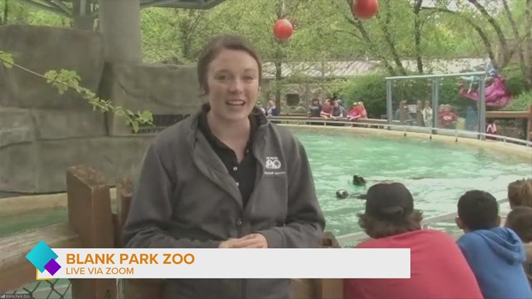 How can you tell the Seals from the Sea Lions at the Blank Park Zoo?