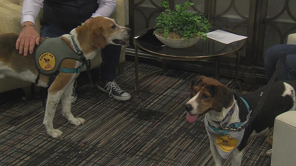 Meet Ben & Jerry, bonded buddies looking for a forever home at the ARL of Iowa - Vimarsana News