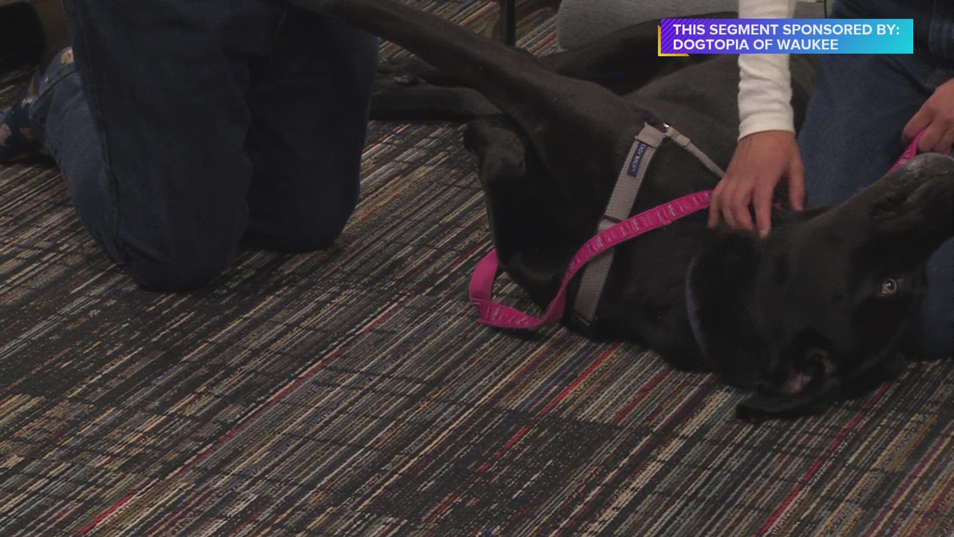 This segment with the Animal Rescue League is brought to you by Dogtopia of Waukee, your premier dog daycare in the metro | Paid Content